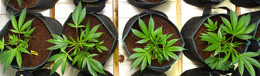 Cannabis Pots
