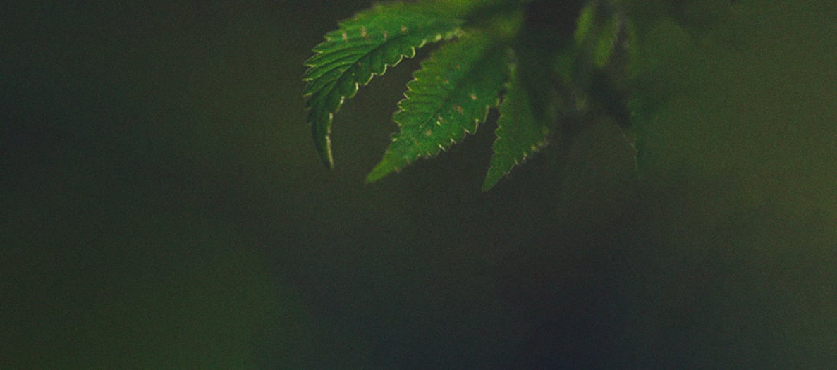 Het herkennen en behandelen van veel voorkomende Cannabiskwalen Het herkennen en behandelen van veel voorkomende Cannabiskwalen