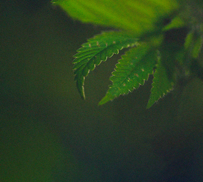 Het herkennen en behandelen van veel voorkomende Cannabiskwalen Het herkennen en behandelen van veel voorkomende Cannabiskwalen