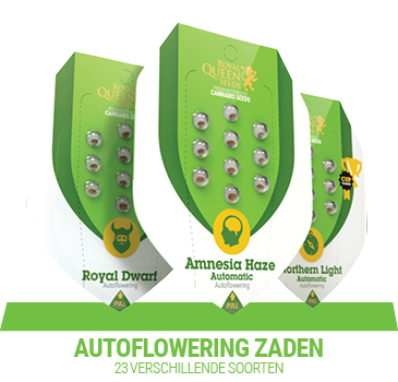 autoflowering-cannabis-zaden