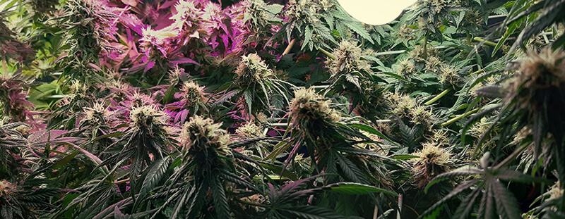 Amnesia Haze Amnesia Haze