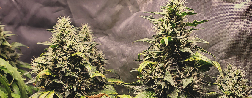 Amnesia Haze Amnesia Haze
