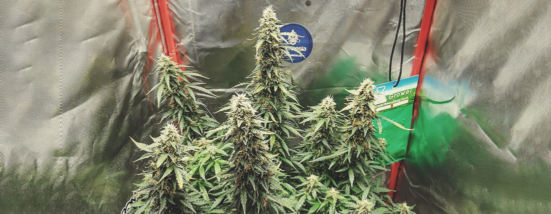Amnesia Haze Auto
