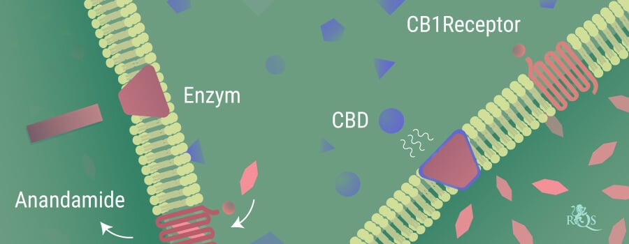 Anandamide wordt afgebroken door de enzymen