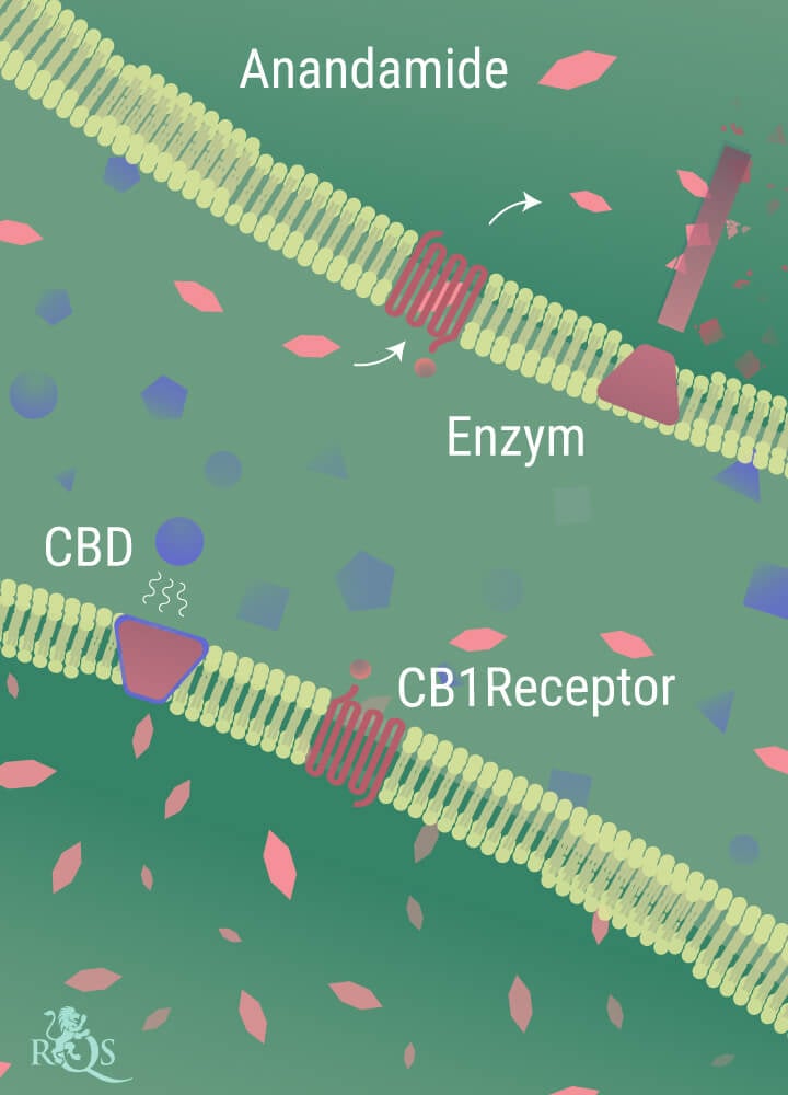 Anandamide wordt afgebroken door de enzymen