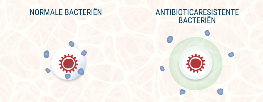 Normale Bacteriën en Antibioticaresistente Bacteriën