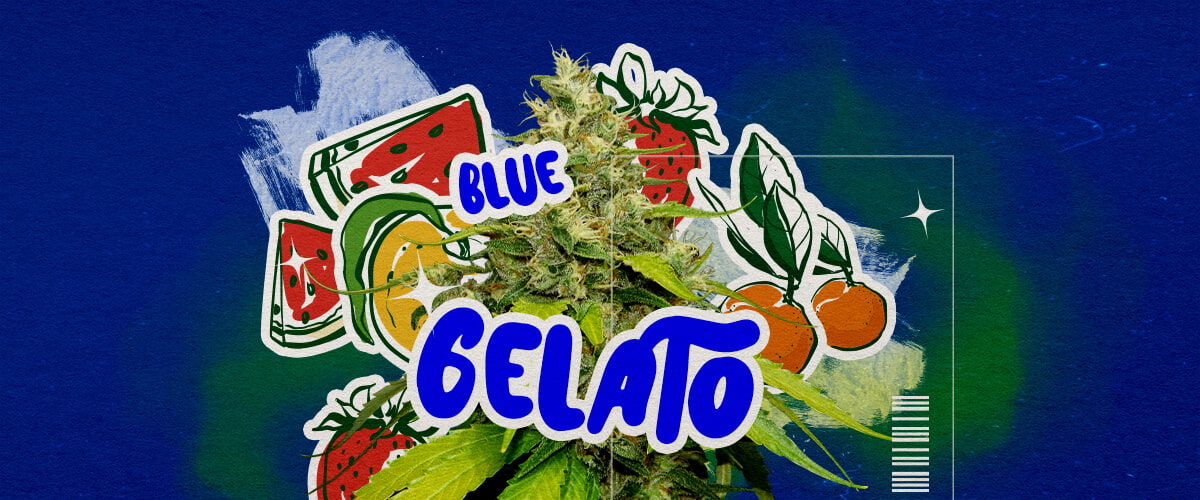 Uiterlijk en Aroma van Blue Gelato Cannabis Profiel Een illustratie van een Blue Gelato cannabisbloem met paarse tinten, oranje pistillen en dichte trichomen, met fruitige blauwe bessen- en romige aroma-elementen, tegen een groene achtergrond, die het uiterlijk en aroma benadrukt.