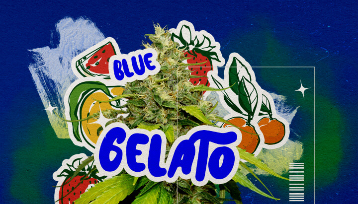 Uiterlijk en Aroma van Blue Gelato Cannabis Profiel Een illustratie van een Blue Gelato cannabisbloem met paarse tinten, oranje pistillen en dichte trichomen, met fruitige blauwe bessen- en romige aroma-elementen, tegen een groene achtergrond, die het uiterlijk en aroma benadrukt.