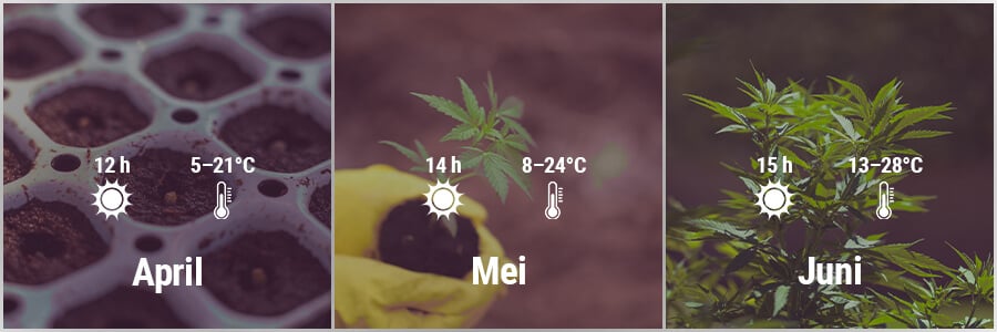 How To Grow Cannabis Outdoors In Spain