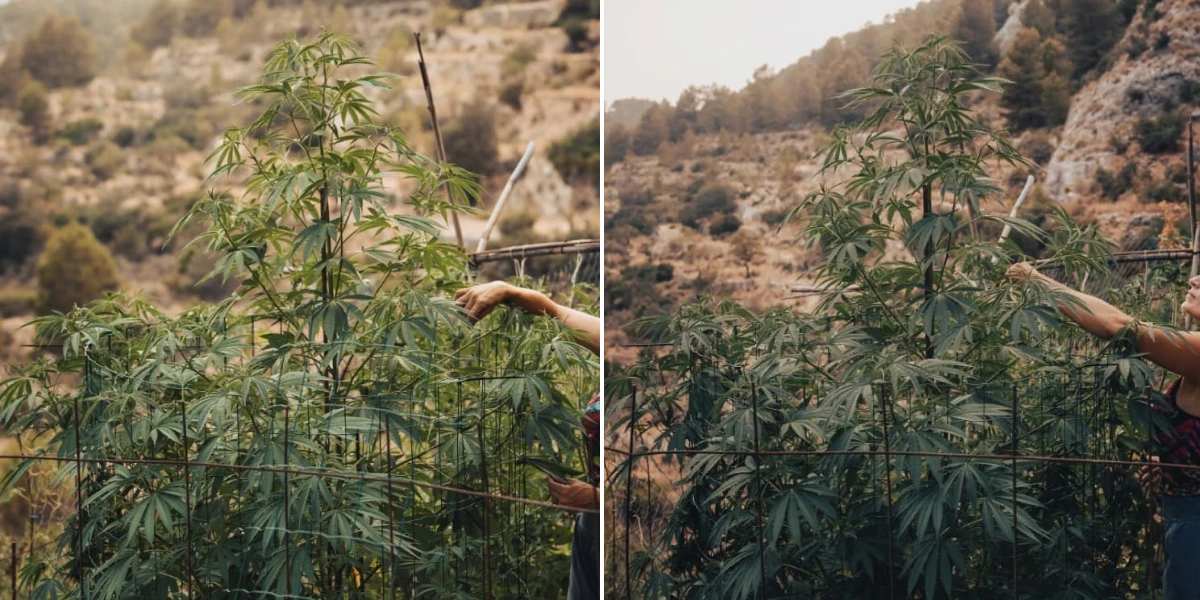Astro Lemonade F1 eindhoogte: hoge buitengroei Astro Lemonade F1 cannabisplant met grote eindhoogte, sterke vertakking, groen blad en krachtige buitengroei.