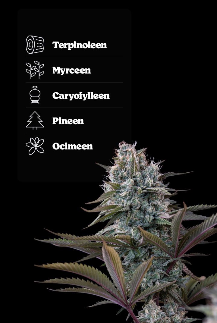Astro Lemonade F1 terpenenprofiel: citroenaroma’s Astro Lemonade F1 cannabistop met terpenenprofiel met terpinoleen, ocimeen, caryofylleen, myrceen en pineen.