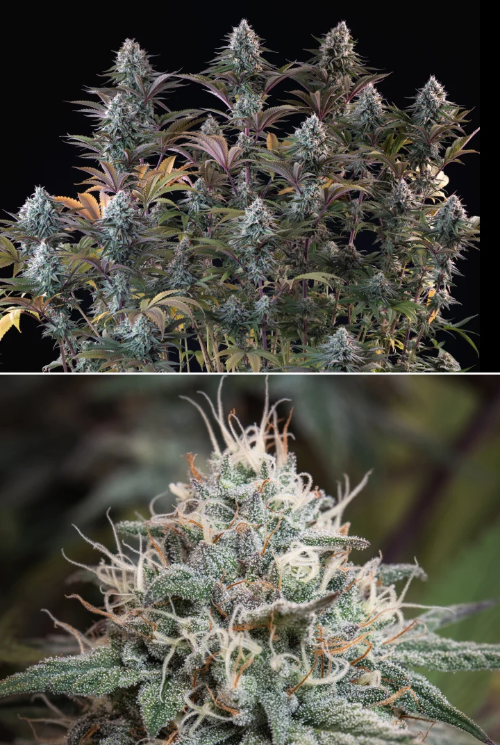 Astro Lemonade F1: dichte harsrijke toppen Astro Lemonade F1 cannabisplant met dichte frostige toppen, witte stampers, paarse bladeren en sterke harsproductie tegen een donkere achtergrond.