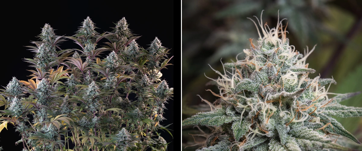 Astro Lemonade F1: dichte harsrijke toppen Astro Lemonade F1 cannabisplant met dichte frostige toppen, witte stampers, paarse bladeren en sterke harsproductie tegen een donkere achtergrond.