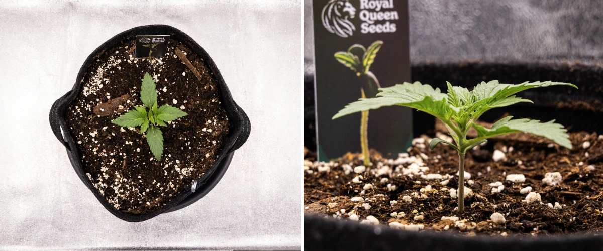 Atlas F1 grow report: week 1, zaailingfase Atlas F1 cannabiszaailing groeit in een stoffen pot tijdens week 1 van het grow report, met vroege bladontwikkeling, gezonde aarde, perliet en een Royal Queen Seeds plantenlabel.