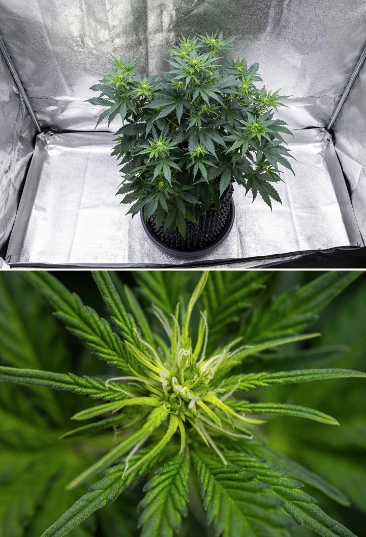 Atlas F1 grow report: week 5, topontwikkeling Atlas F1 cannabisplant groeit in een stoffen pot tijdens week 5 van het grow report, met meerdere bloeiplekken, ontwikkelende toppen, witte stampers en gezond groen blad.