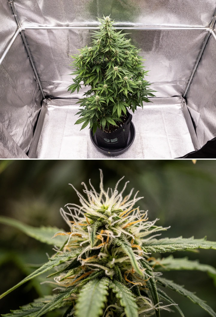 Atlas F1 grow report: week 6, harsrijke toppen Atlas F1 cannabisplant groeit in een stoffen pot tijdens week 6 van het grow report, met dichte topontwikkeling, witte en oranje stampers, harsrijke trichomen en gezonde bloeigei.