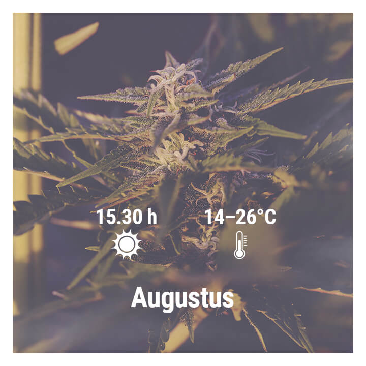 Hoe kweek je cannabis buiten in Duitsland, Augustus
