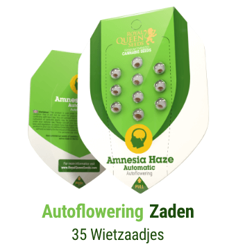 autoflowering-cannabis-zaden