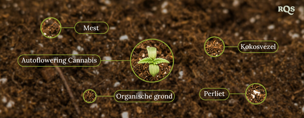 Autoflowering cannabis soil