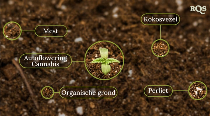 Autoflowering cannabis soil