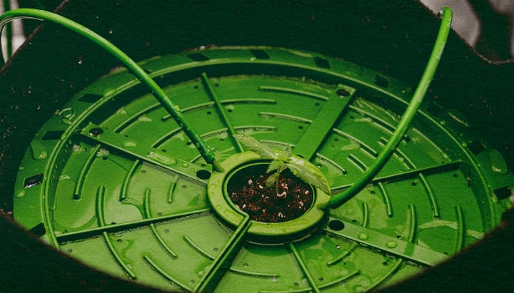 Geautomatiseerde Irrigatie: Druppelsysteem Afbeelding Cannabisstengel in een druppelsysteem, toont geautomatiseerde irrigatie met een eenvoudige slang op een donkergroene achtergrond, ideaal voor cannabis irrigatiegidsen.