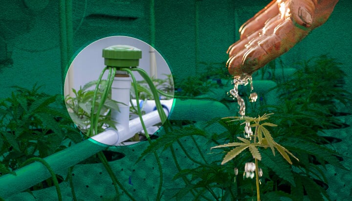 Cannabis Kweektent Watergeven: Basis Methoden Gevisualiseerd Basis watergeefopties voor cannabis kweektenten: Bekijk voorbeelden van handmatig water geven, topvoedingssystemen en druppelirrigatiemethoden voor je indoor cannabis tuin.