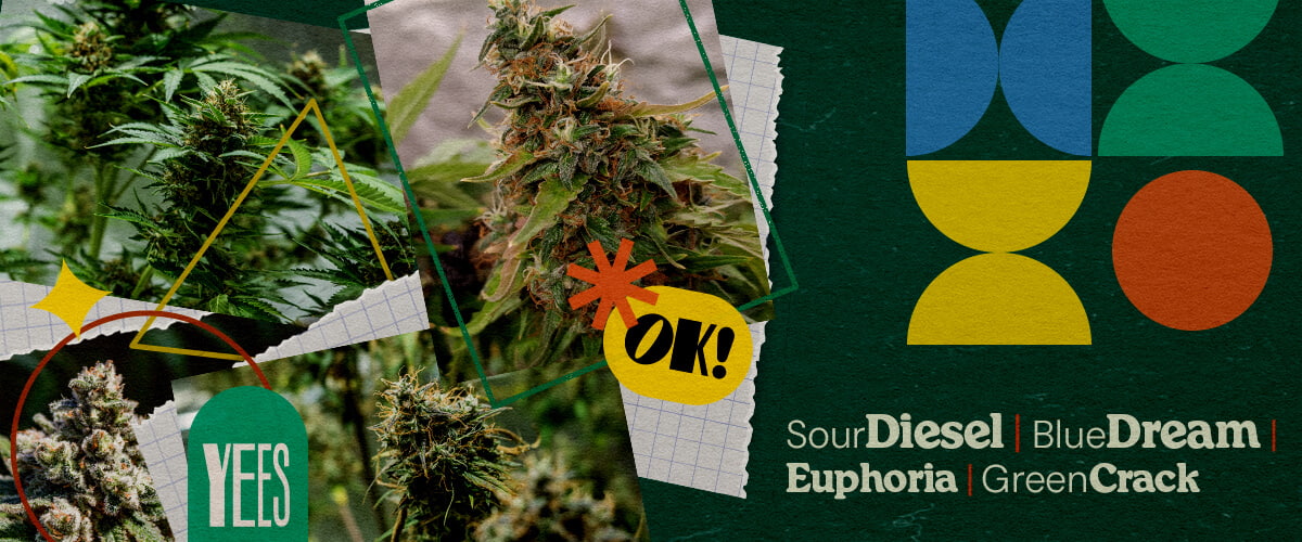Een levendige collage met verschillende cannabissoorten zoals Sour Diesel, Blue Dream, Euphoria en Green Crack, getoond met weelderige groene toppen, tegen een kleurrijke groene achtergrond met geometrische vormen en het woord 