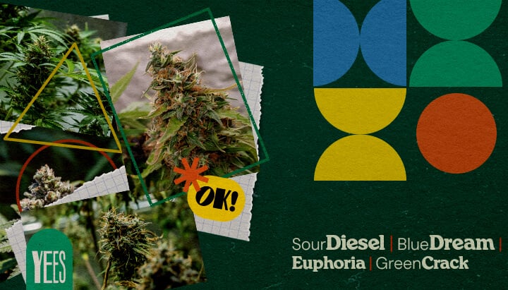 Een levendige collage met verschillende cannabissoorten zoals Sour Diesel, Blue Dream, Euphoria en Green Crack, getoond met weelderige groene toppen, tegen een kleurrijke groene achtergrond met geometrische vormen en het woord 