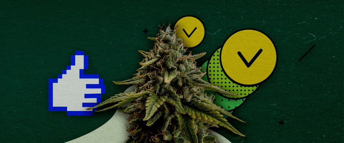 Beste Trainingsmethoden om de Cannabisopbrengst te Maximaliseren Een cannabisbloem met een pixelated duim-omhoog-icoon en twee cirkels met vinkjes, die goedgekeurde trainingsmethoden symboliseren om de opbrengst te maximaliseren, op een groene achtergrond.