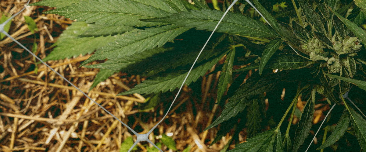Betere Isolatie: Mulch voor Cannabis Cannabisplant met mulch en net, toont bodemisolatie voor temperatuurregeling en waterretentie, ideaal voor efficiëntietips bij cannabis kweken.