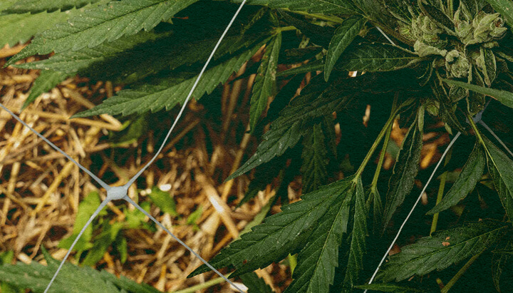 Betere Isolatie: Mulch voor Cannabis Cannabisplant met mulch en net, toont bodemisolatie voor temperatuurregeling en waterretentie, ideaal voor efficiëntietips bij cannabis kweken.