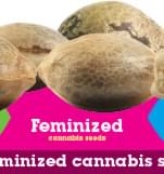 Koop Gefeminiseerde Cannabis Zaden Koop Gefeminiseerde Cannabis Zaden