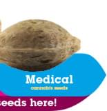 Koop Medical Cannabis Zaden Koop Medical Cannabis Zaden