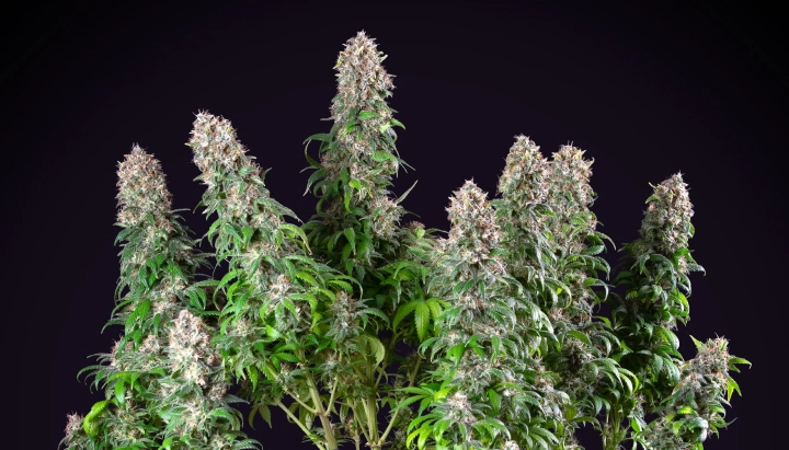 Blue Mystic: compacte indoor cannabissoort Blue Mystic cannabisplant met dichte harsrijke cola’s, compacte bloeiende groei, groen blad en een donkere studioachtergrond.