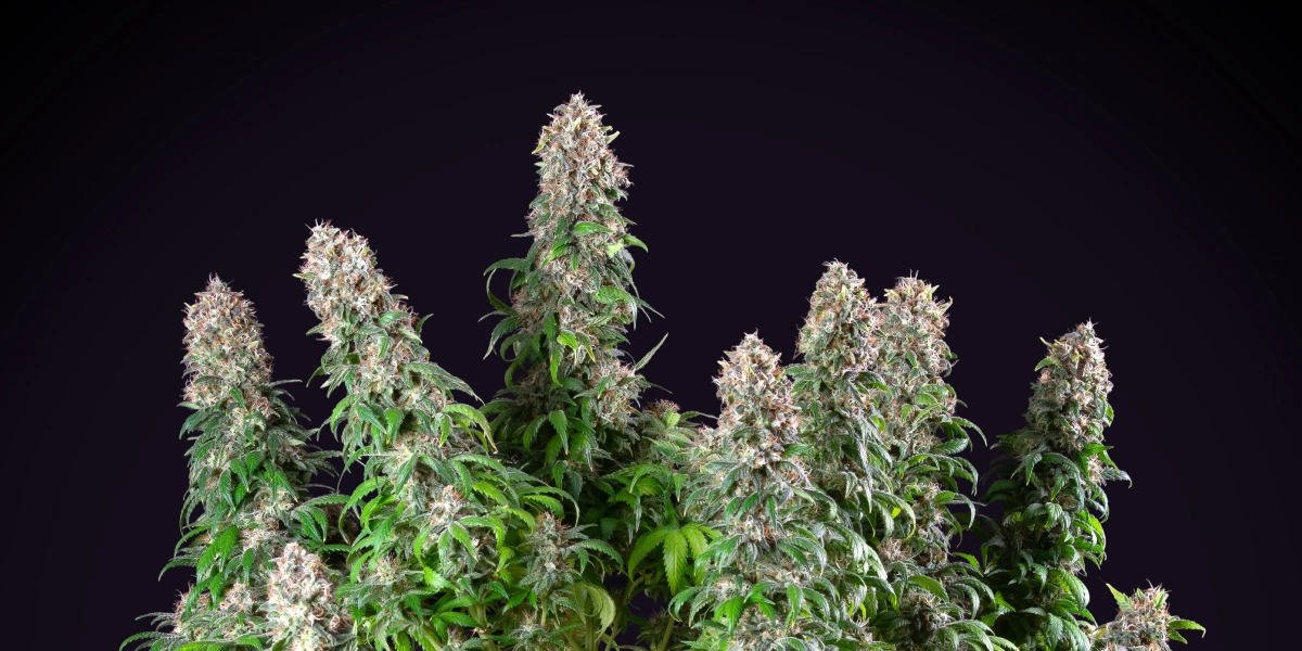 Blue Mystic: compacte indoor cannabissoort Blue Mystic cannabisplant met dichte harsrijke cola’s, compacte bloeiende groei, groen blad en een donkere studioachtergrond.
