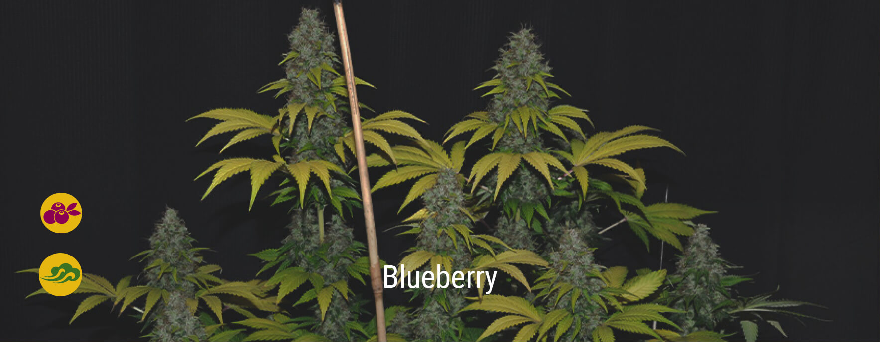 Blueberry