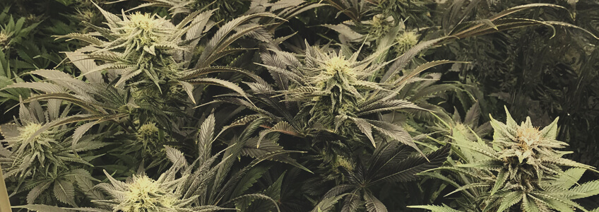 Bubble Kush