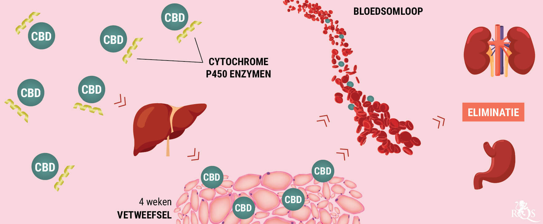 Hoe Verwerkt het Lichaam CBD? Hoe Verwerkt het Lichaam CBD?