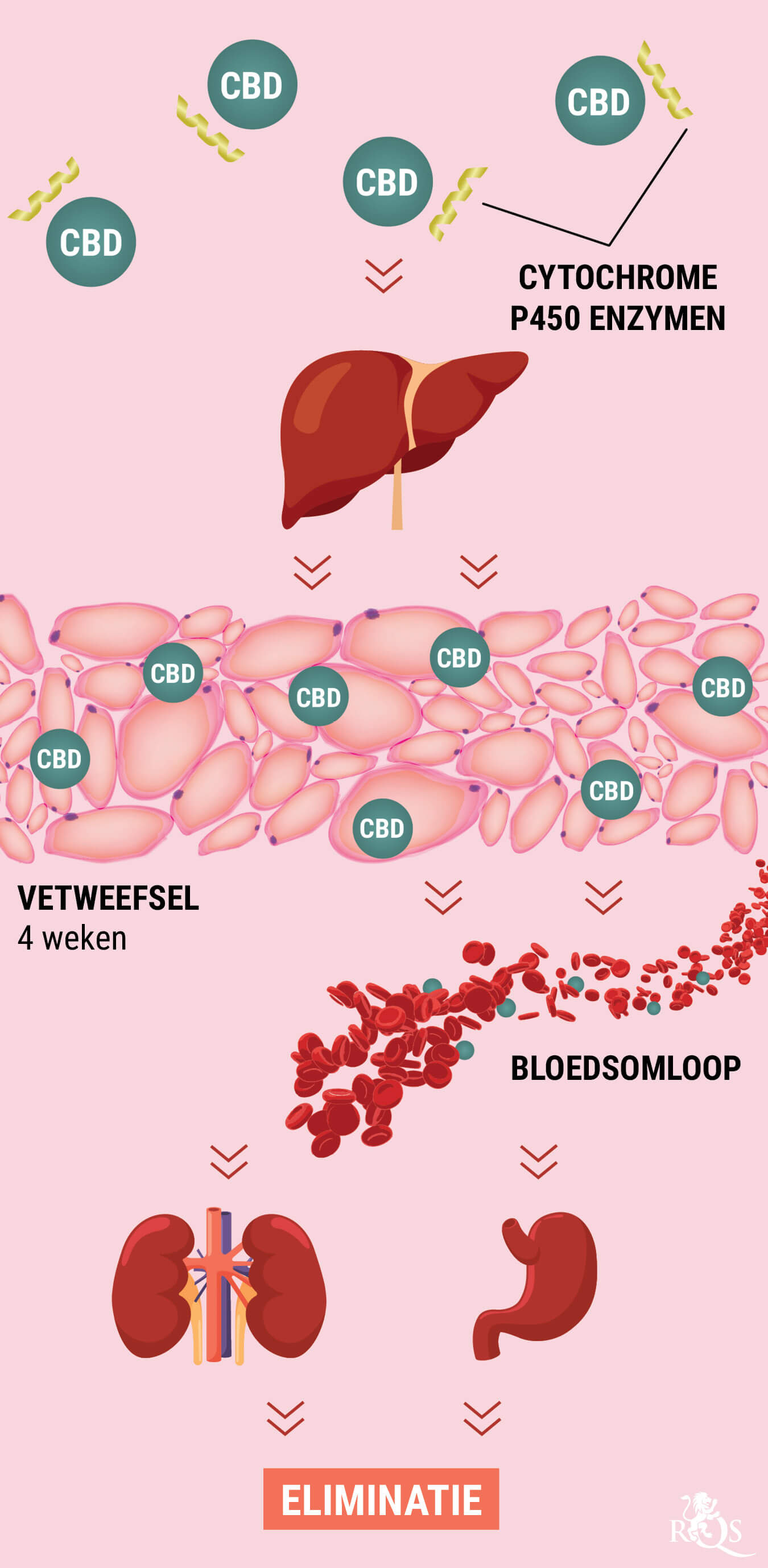 Hoe Verwerkt het Lichaam CBD? Hoe Verwerkt het Lichaam CBD?
