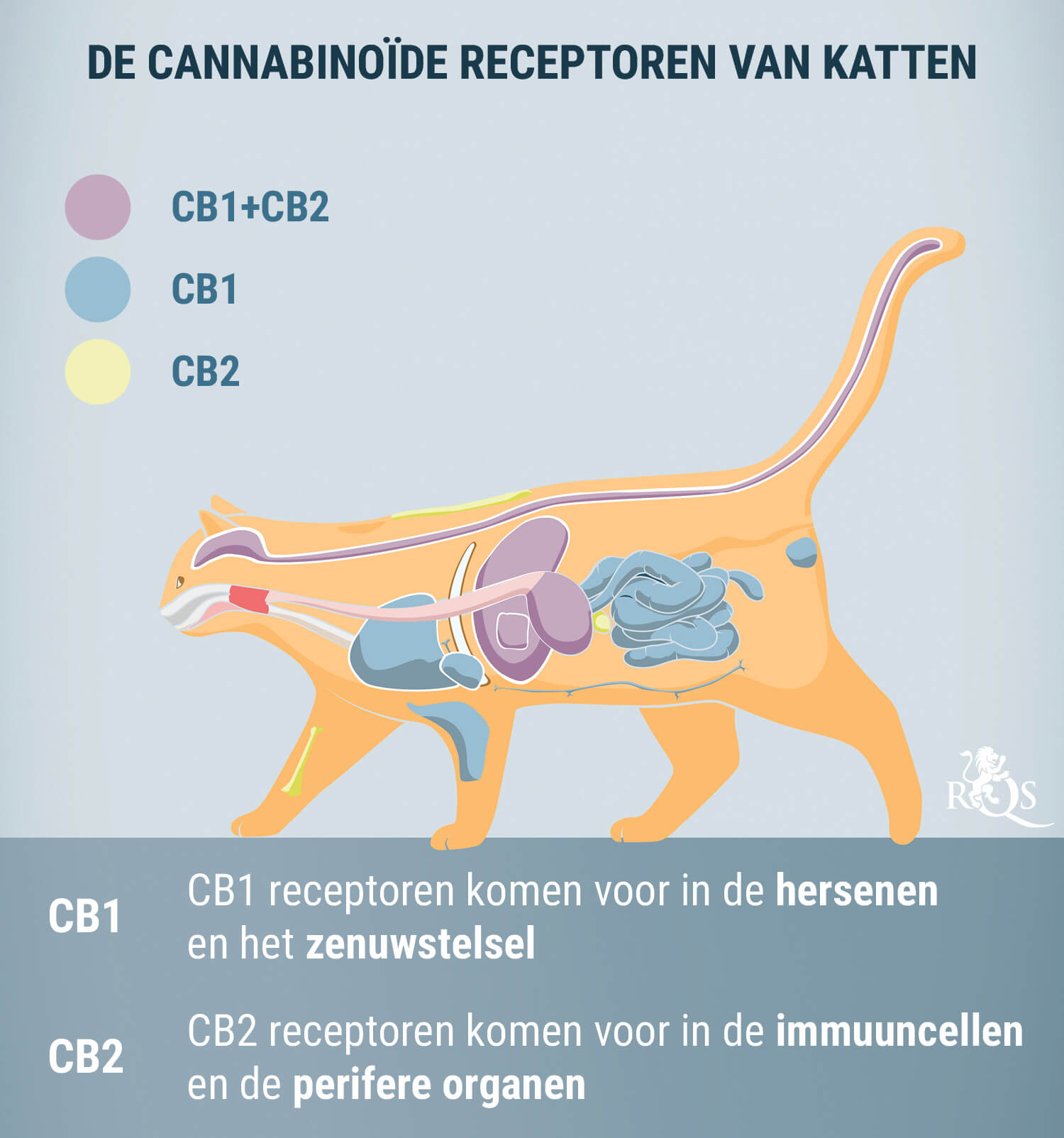 Hoe Werkt CBD Voor Katten?