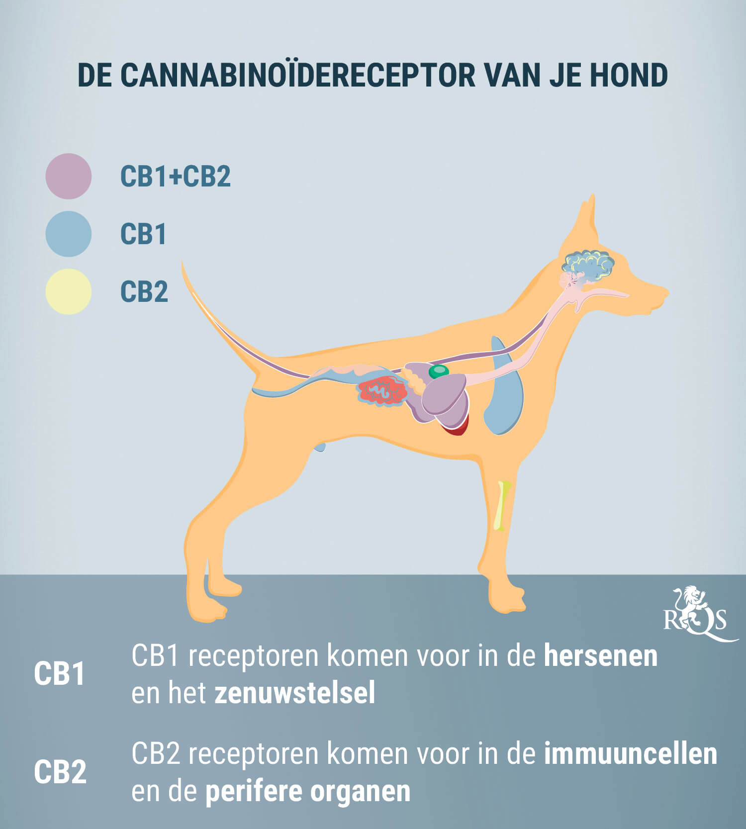 CBD voor Honden: Wat We tot Nu Toe Weten