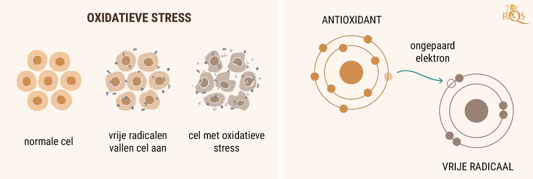 CBD-OLIE ALS ANTIOXIDANT