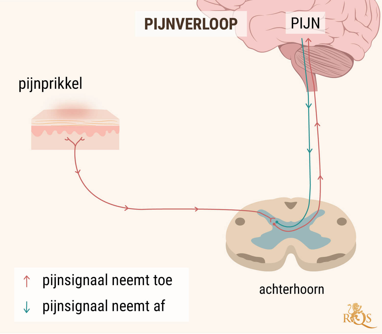 CBD-OLIE BIJ DE PERCEPTIE VAN PIJN