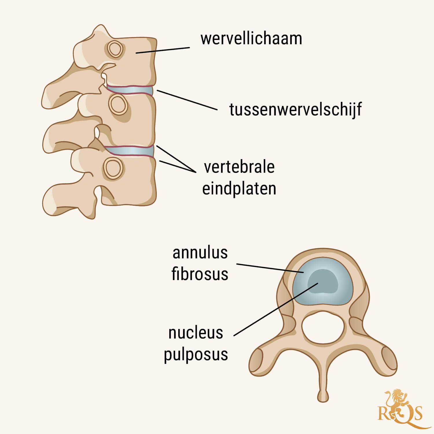 Tussenwervelschijven: een Anatomisch Overzicht