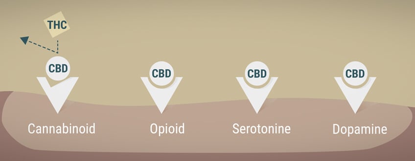 Cannabinoid, opioid, serotonin and dopamine receptors