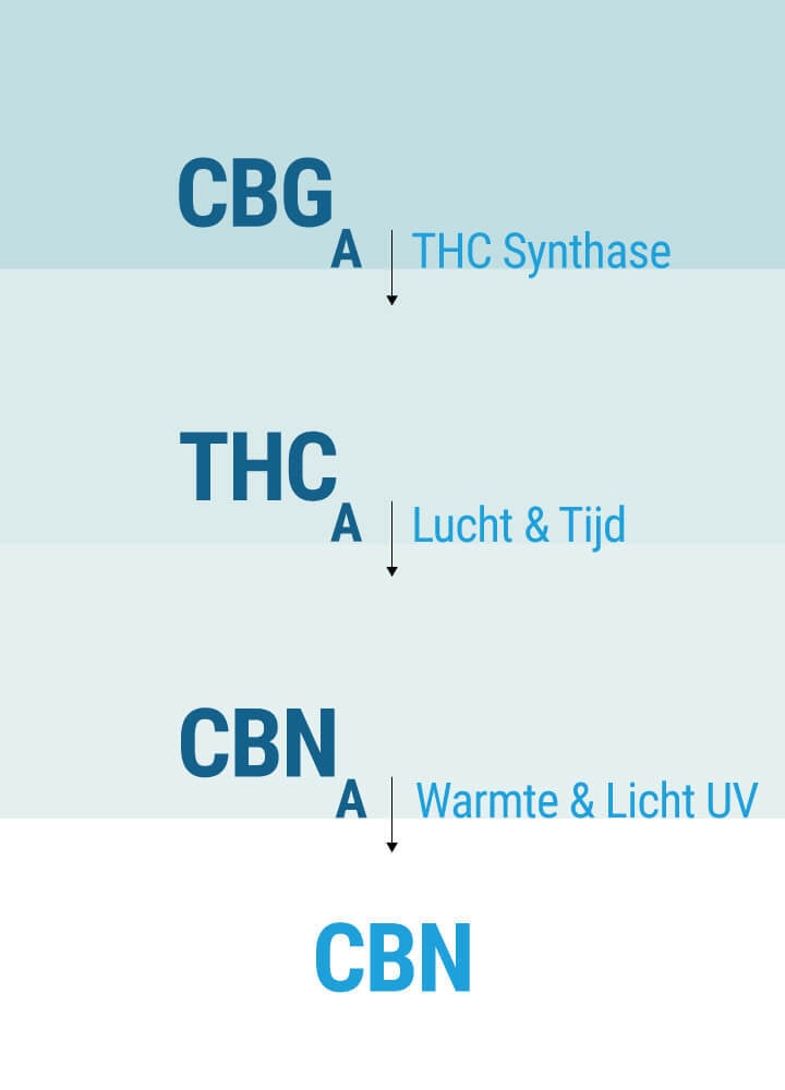 Hoe Beïnvloedt CBN Ons Lichaam? Hoe Beïnvloedt CBN Ons Lichaam?