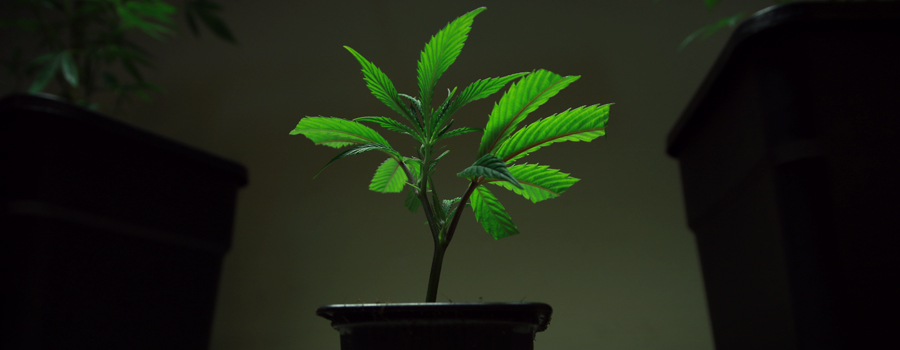Clone cutting marijuana plant