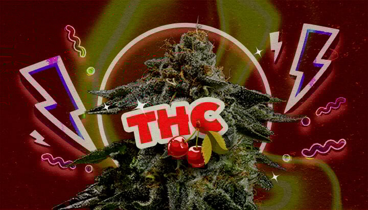 THC-Niveau en Potentie van Cherry Pie Een illustratie van een cannabisbloem met de tekst