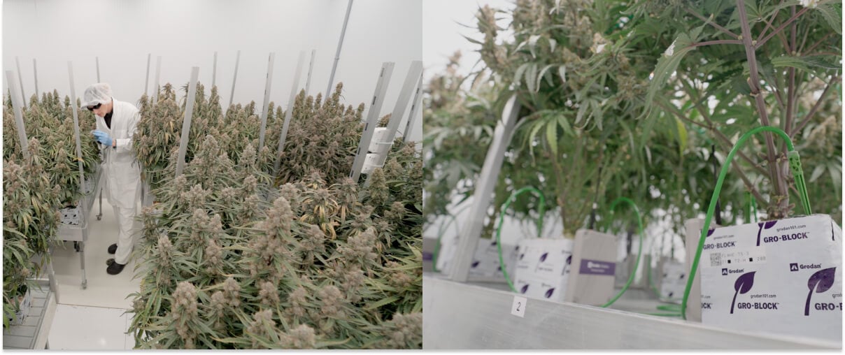 Cannabisonderzoek en proeven in het CRIC-centrum met gecontroleerde teelt, plantenmonitoring en experimentele systemen