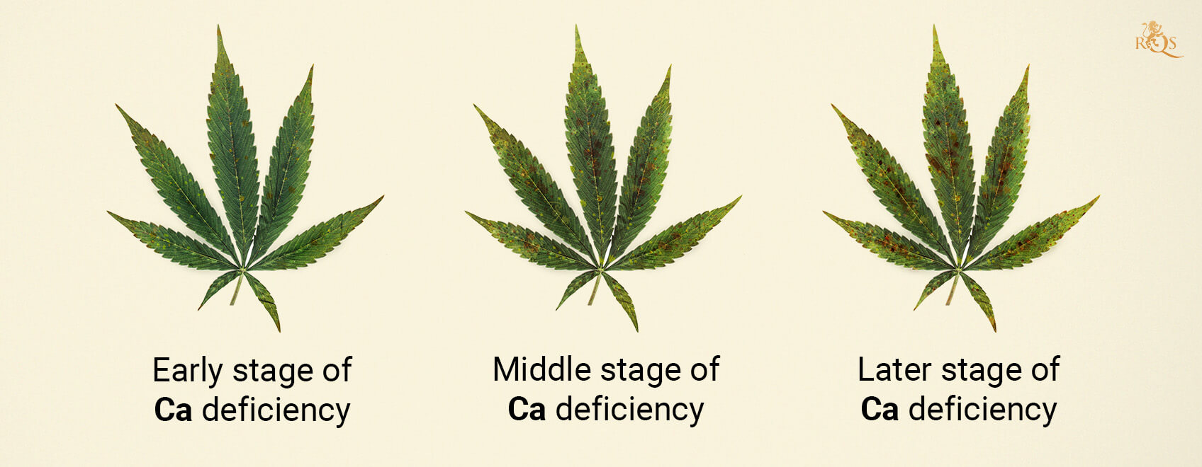 Calcium deficiency stages Calcium deficiency stages